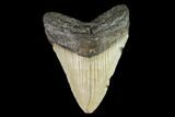 Fossil Megalodon Tooth - North Carolina #109712-1
